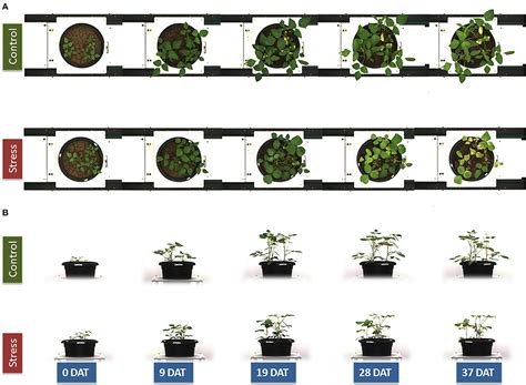 Frontiers | Use of Phenomics for Differentiation of Mungbean (Vigna radiata L. Wilczek ...