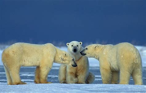 10 facts about polar bears! | National Geographic Kids