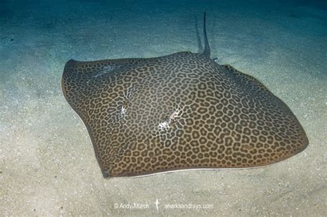 Leopard Whipray 022 | Sharks and Rays