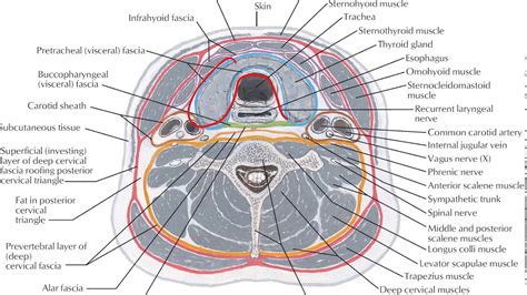 Cervical Fascia Layers