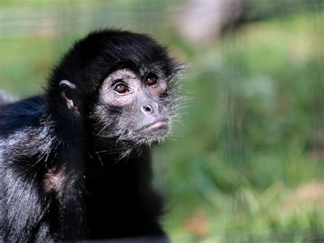 Spider Monkey | Potter Park Zoo