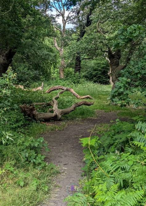 Discover the Best Epping Forest Walks: The Ultimate Guide - SecretMoona