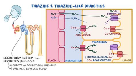 Thiazide and thiazide-like diuretics - Osmosis