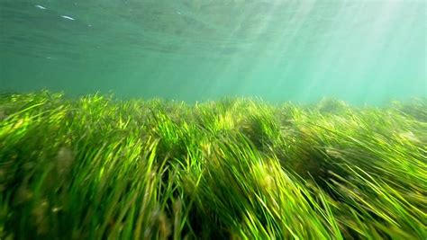 Is seagrass the solution for ocean acidification? - The Indian Wire