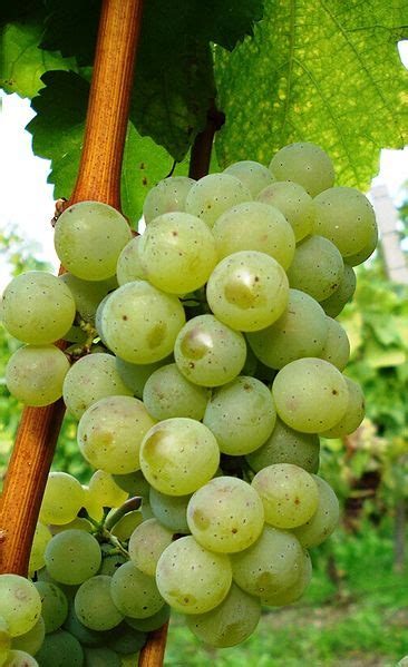 Silvaner: Another White Grape of Germany | Wine For Normal People