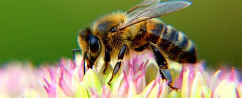 The World's Pollinators Are Dying Out, And All Our Favourite Foods ...