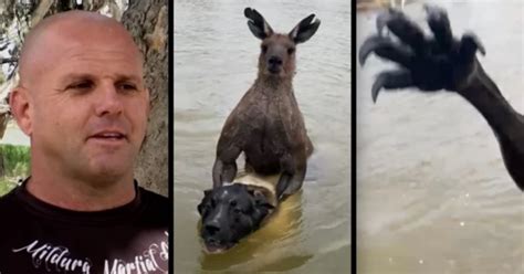 Australia Strikes Again! Man Goes Into Boxing Mode With 7-foot Kangaroo After It Tries To Drown ...