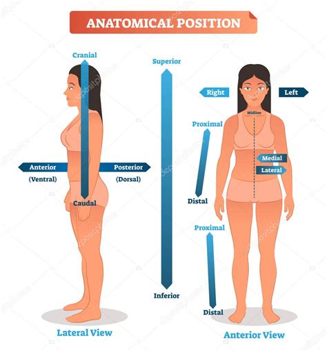 Posiciones anatómicas ilustración vectorial. Esquema de localizaciones distales superiores ...