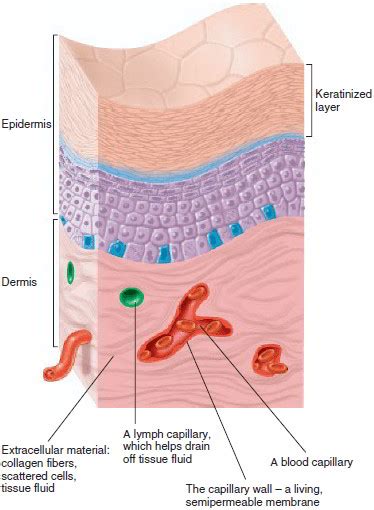 Epithelial Tissues – Simple And Stratified: Functions, Locations And Difference