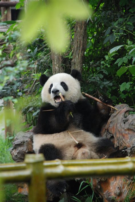 Chengdu set to get unique panda-themed park - Travel - Chinadaily.com.cn