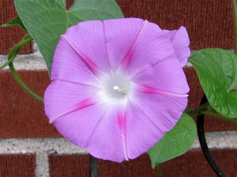 Pink Morning Glory Seeds (Certified Organic) – Morning Glory – Annual Flowers – Flowers | Garden ...