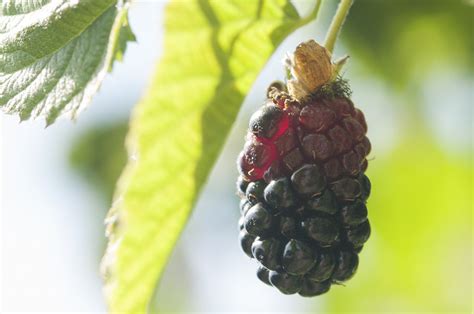 August Is Marionberry Season in Portland - Bipartisan Cafe