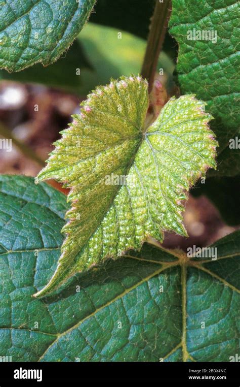 Concord grape plant Stock Photo - Alamy