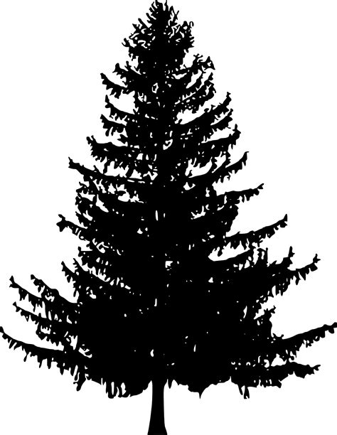 Longleaf Pine Drawing at GetDrawings.com | Free for personal use Longleaf Pine Drawing of your ...