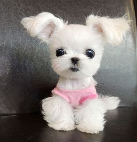 Is this the cutest Internet puppy ever? | World cutest dog, Cute dogs, Cute dogs breeds