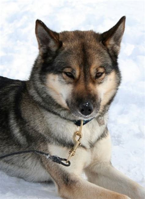 Six Stunning Siberian Husky Coat Colors - Dog Discoveries