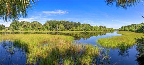 Florida Wetlands Photograph by Mark Andrew Thomas - Fine Art America