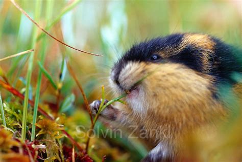 Norway lemming (Lemmus lemmus) | Lemen | Solvin Zankl wildlife photography