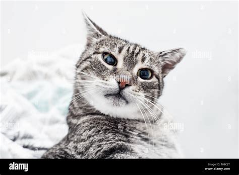 funny cat is sleeping in bed Stock Photo - Alamy