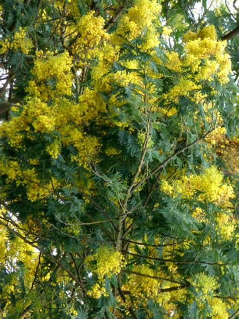 Sydney Gold Acacia Tree (acacia decurrens) – Urban Xeriscape