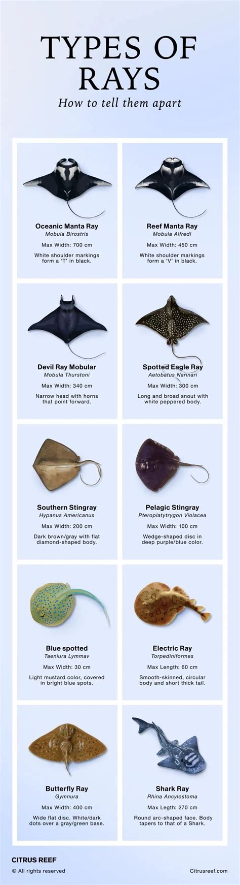 10 Types of Rays: A Comprehensive Guide