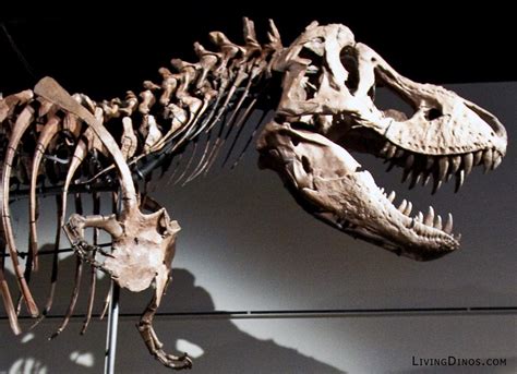 Dinosaur Bones—Just How Old are They Really? | Cryptozoology Research Team