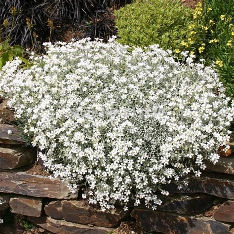 Diy Home Garden Plant 10 Seeds Snow in Summer Cerastium Tomentosum Ground Cover Seeds Free ...