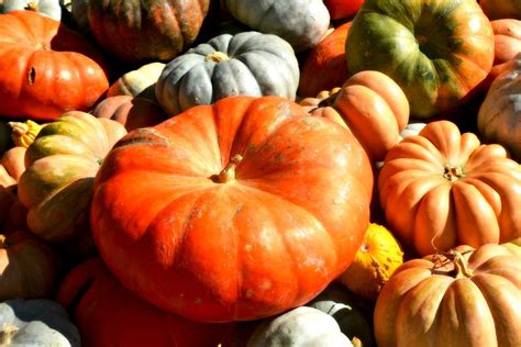 Free Images : fall, ripe, orange, food, harvest, produce, vegetable, autumn, pumpkin, halloween ...