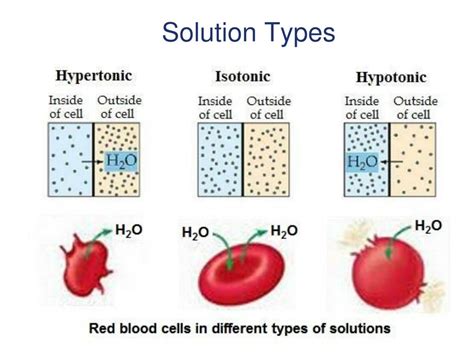 PPT - CHAPTER 3 Cell Structure and Function PowerPoint Presentation ...