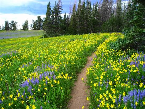 Summer Meadow HD desktop wallpaper : Widescreen : High Definition ...