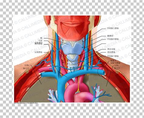 Anterior Triangle Of The Neck Posterior Triangle Of The Neck Anatomy ...