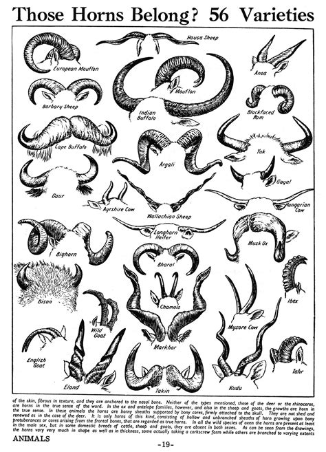 Various Animal Horns | Art reference, Drawings, Drawing reference