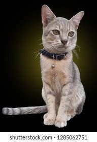 Cute Young Tabby Cat White Chest Stock Photo (Edit Now) 217401868