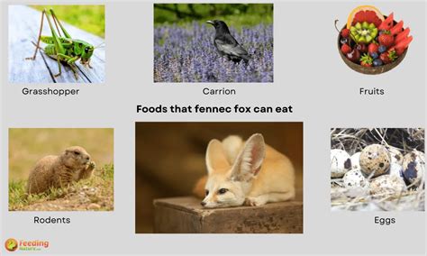 What Do Fennec Foxes Eat [Diet & Facts]