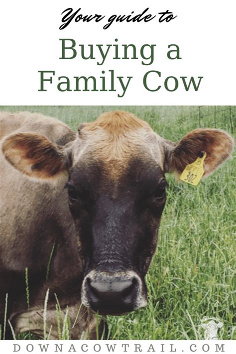 Family Milk Cow Buying Guide ~ Down A Cow Trail