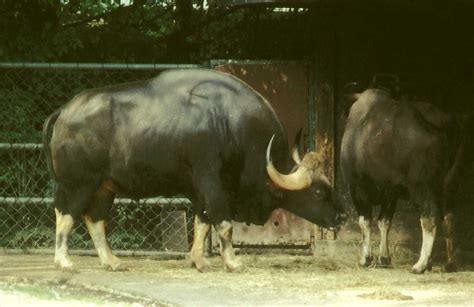 Gaur - The Largest Bovine