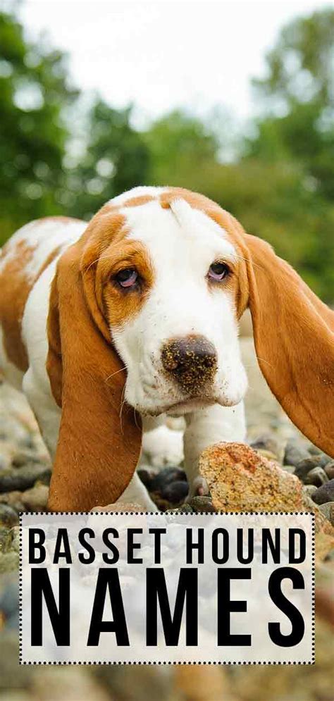 Basset Hound Names - 200 Ideas For Your New Hound