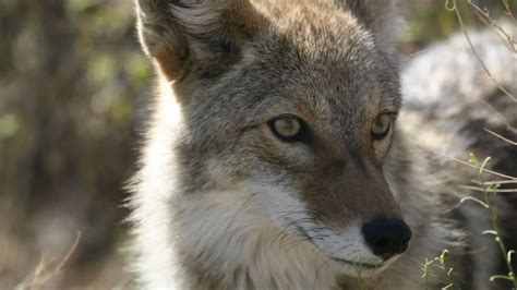 What Colors Can Coyotes See? You May Be Surprised