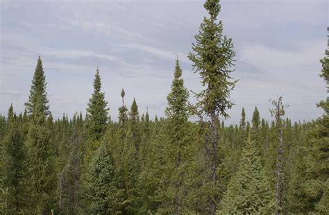 Death of a spruce tree: Study of black spruce forest means trees might ...