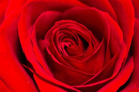 Red Rose - Background Free Stock Photo - Public Domain Pictures