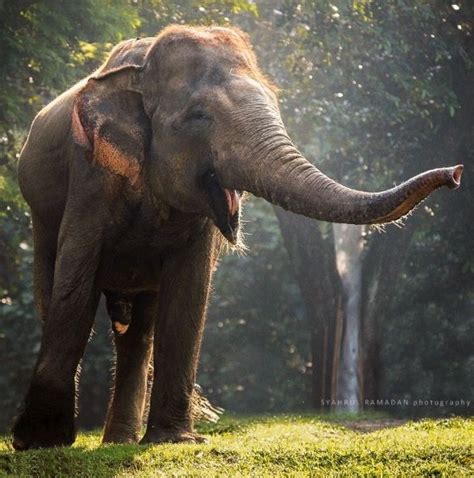 Épinglé par | Katherine | sur | Elephants - 1 | | Animaux du monde, Animaux sauvages, Animaux ...