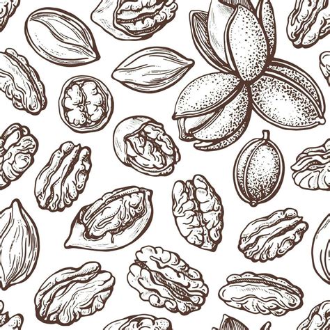 Pecan nut seamless pattern Vector drawn old sketch 26394764 Vector Art ...