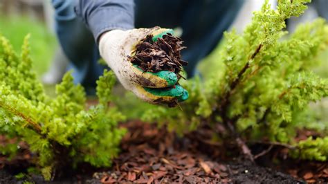 How To Choose The Best Type Of Mulch For Your Garden