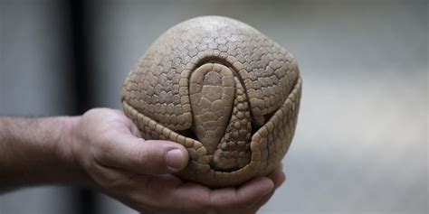 perfectly spherical rolled up armadillo : r/oddlysatisfying