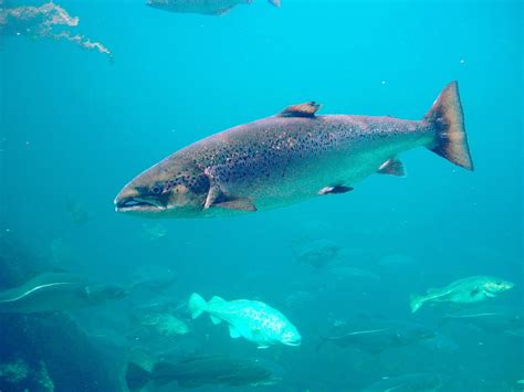 Atlantic Salmon Implantation Recovery Time Is Four Days on Average