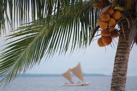 Coconut at Bohol Beach Club | George Parrilla | Flickr