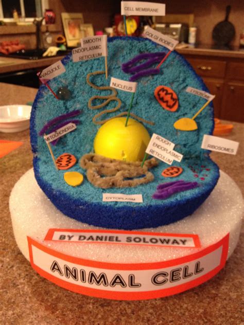 10 Trendy 3D Animal Cell Model Project Ideas 2024