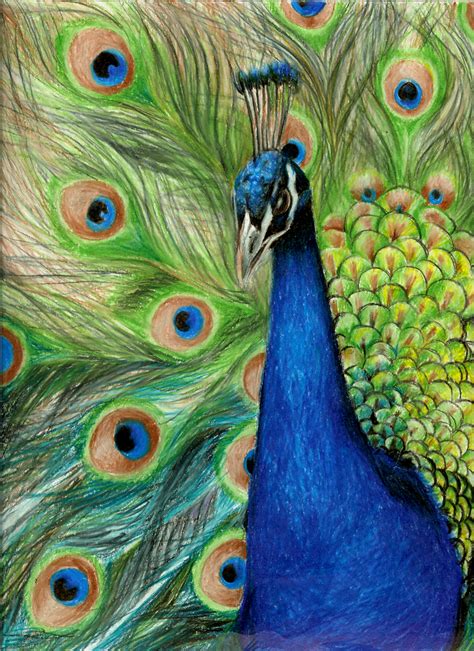 peacock | Lapices de colores dibujos, Arte de lápices de color, Lapices de colores