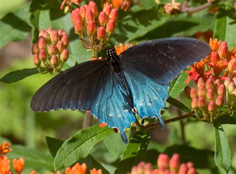 Pipevine Swallowtail - Alabama Butterfly Atlas