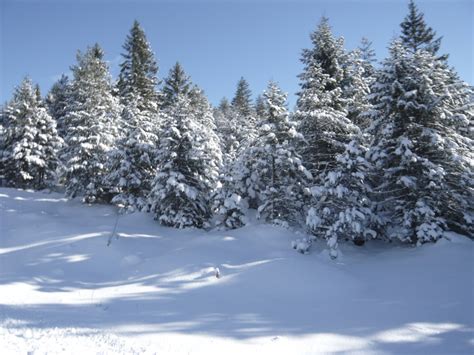 Free Images : tree, forest, branch, snow, winter, frost, mountain range, evergreen, weather ...